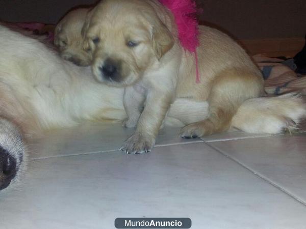 Se venden Golden Retrievers