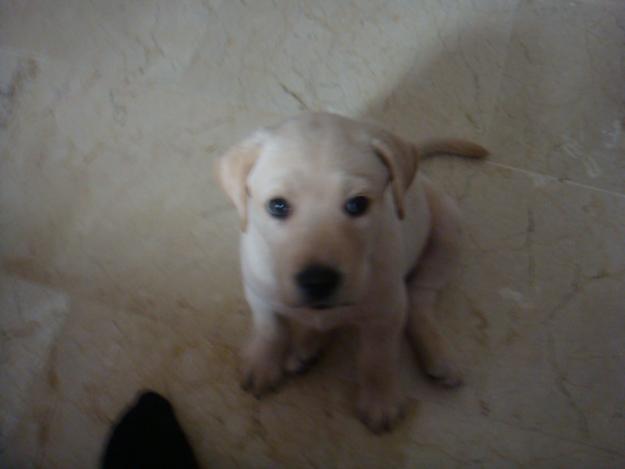 se venden labradoresssssssssssssssss!!!!