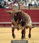 TOROS LAS VENTAS 2012 - mejor precio | unprecio.es