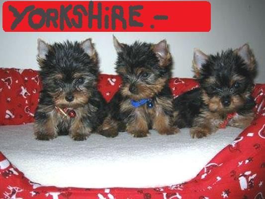 yorkshire muy pequeños por 300E,maxima seriedad