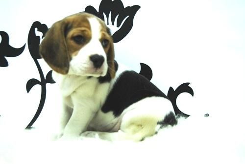 Beagle Cariñosos tranquilos Expeciales para piso www.animalflower.es