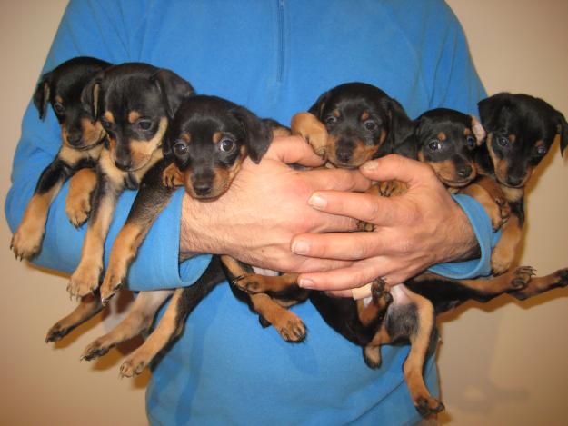 Cachorros de PINSCHER