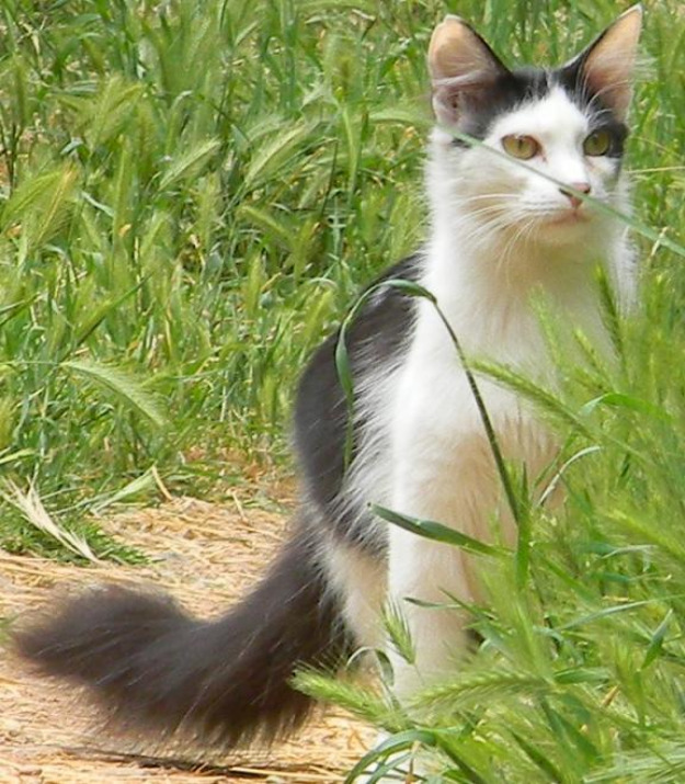 Mia, gata cruce de angora en adopción..es un bellezón