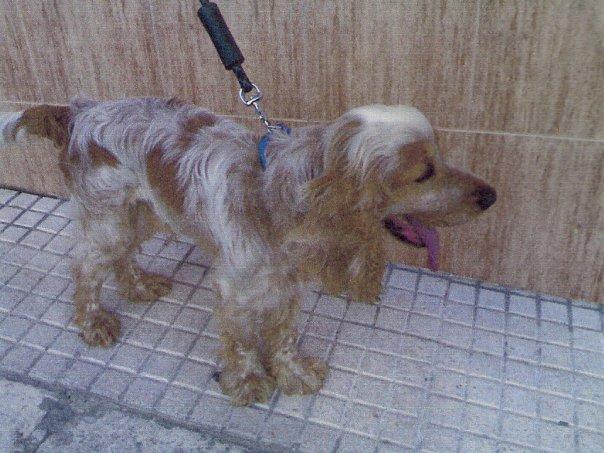 miki, cocker mediano en adopción