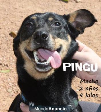 PINGU, CRUCE DE PINCHER EN ADOPCION