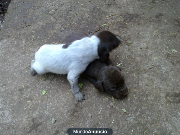 VENDO CACHORROS BRACOS (NACIDOS EL 30/03/2012)