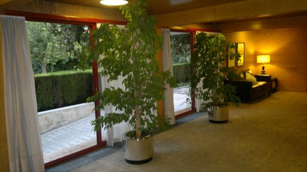 VENDO DOS FICUS BENJAMINA DE 2,5 METROS CON HIDROJARDINERA DE ACERO INOX