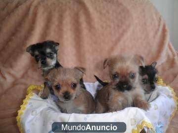 3 hembras y 1 macho de papa chihuahua y mama yorkshay puros,