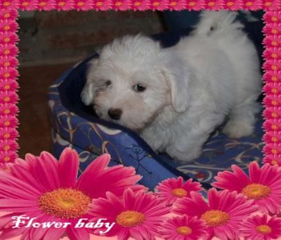 Bichon Maltés, preciosos ejemplares