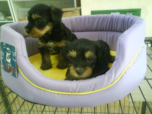 CACHORROS DE YORKSHIRE MACHOS, OFERTA! 300 EUROS