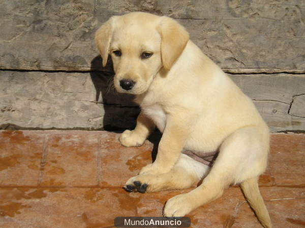 Cachorrosa de labrador con pedigree 250