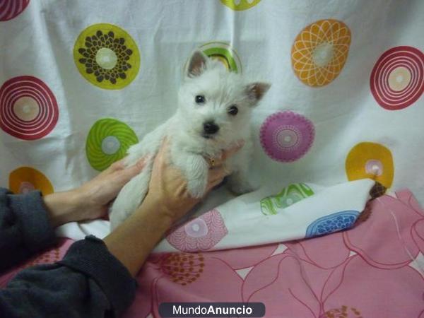 Preciosa hembrita y macho de Westy cachorro