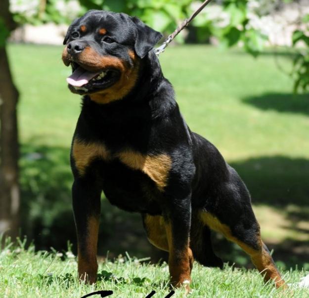 Rottdejara Cachorros de Rottweiler