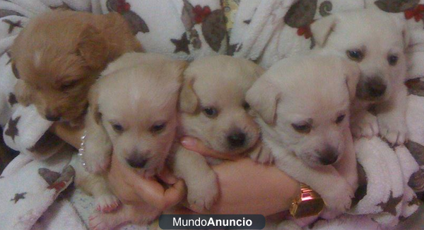 Se regalan perritos