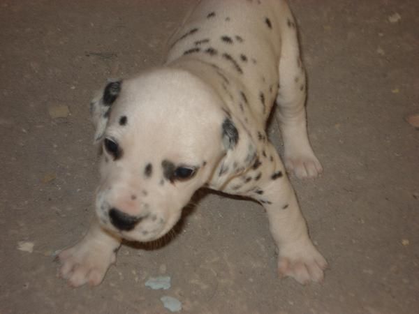 se vende cachorra dalmata 190 euros