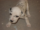 se vende cachorra dalmata 190 euros - mejor precio | unprecio.es