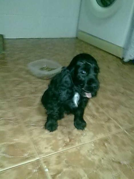 Vendo 2 cocker spaniel