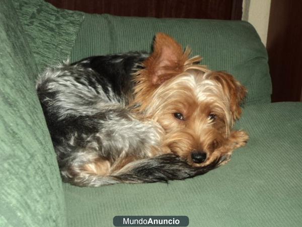 Vendo Yorkshire terrier