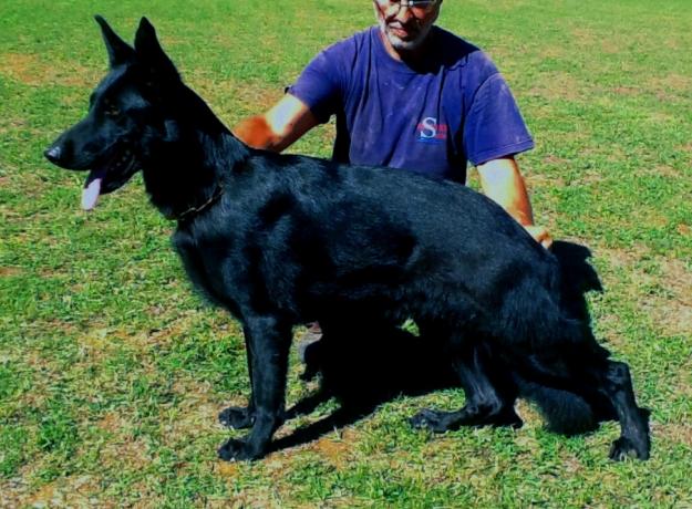 pastor alemán hembra negra pura preñada en Málaga