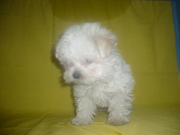 BICHON MALTES estupenda camada