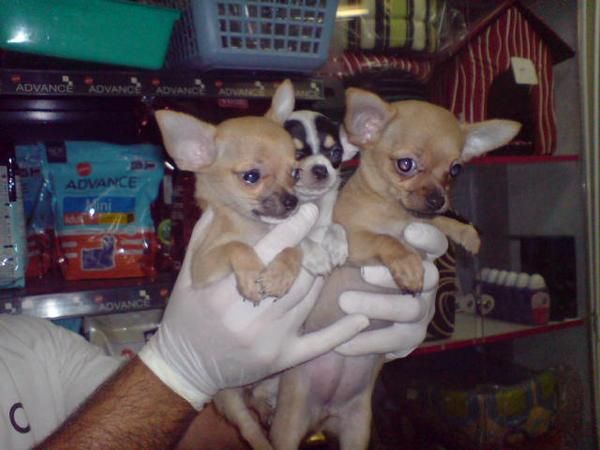 CACHORRITOS DE CHIHUAHUA, PRECIOSOS 650 EUROS