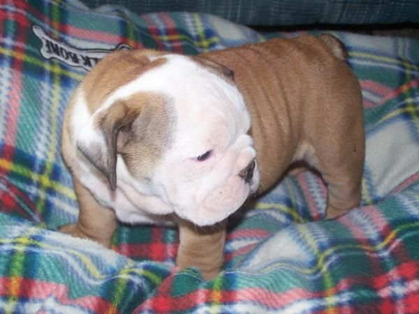 Cachorros bulldog ingles