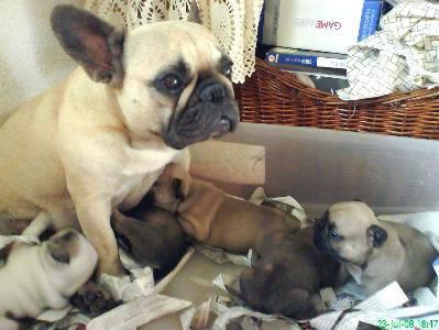 Cachorros de Bulldog frances Faw  y otras razas