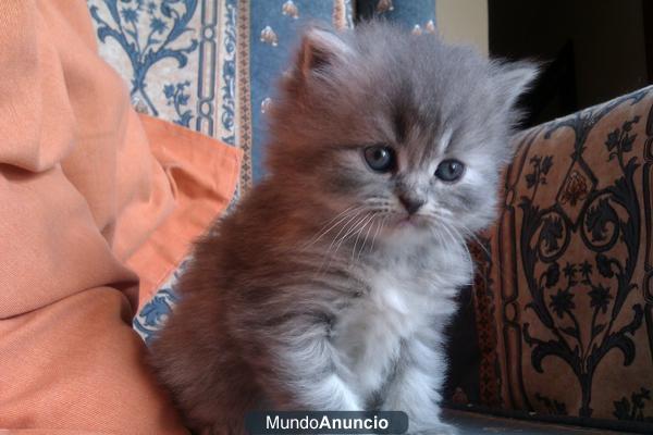 CACHORROS DE GATO PERSA