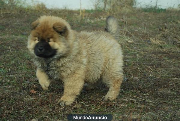 Chow Chow ejemplares de calidad, machos y hembras