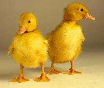 compro patito amarillo(cria)