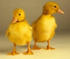 compro patito amarillo(cria) - mejor precio | unprecio.es