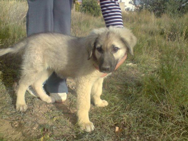 Dos preciosos cachorritos