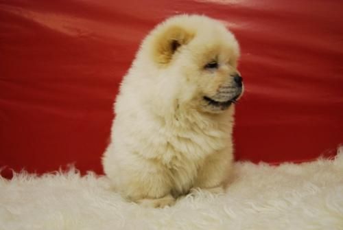 excelente camada de chow chow,, con dos meses de edad,