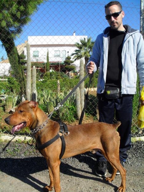 excelente perro de guarda y defensa pit bull x doberman