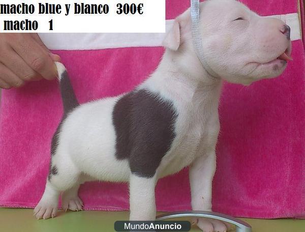Ganga pitbull terrier blue y albinos(blancos)