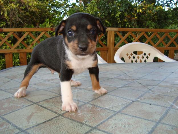 gos rater valencià y perro de agua español