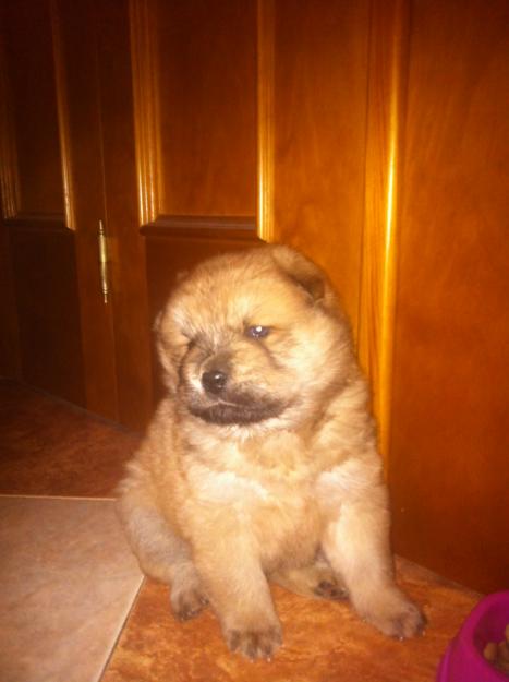 Hembra de Chow Chow