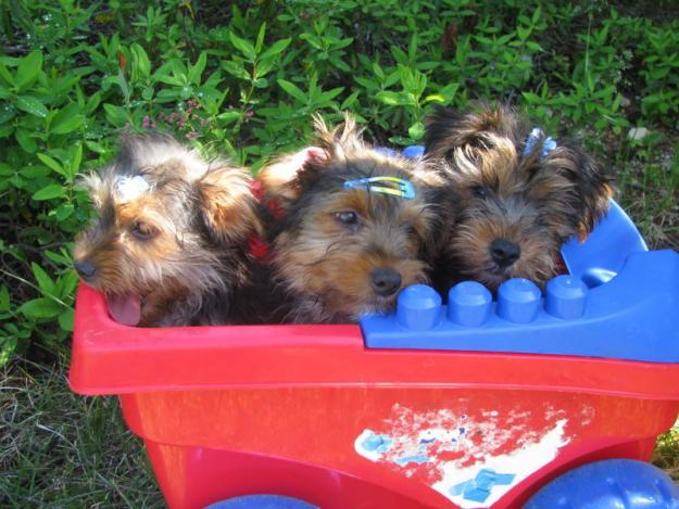 libre Yorkie cachorros necesitan nuevo hogar. son 1 mujer y 2 varones. que hayan sido vacu