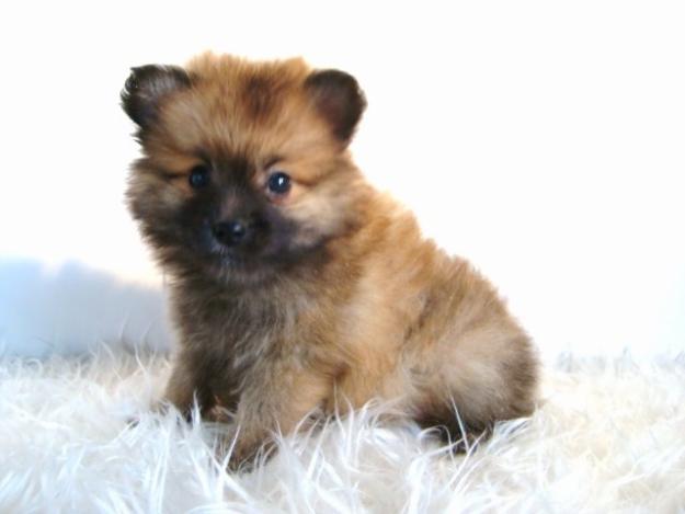 Lulu de Pomerania cachorros de calidad