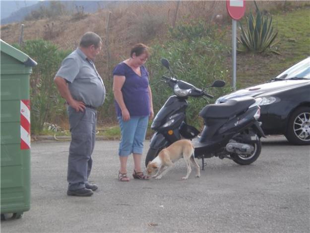 MINA, perrita pequeña abandonada en un cementerio CADIZ