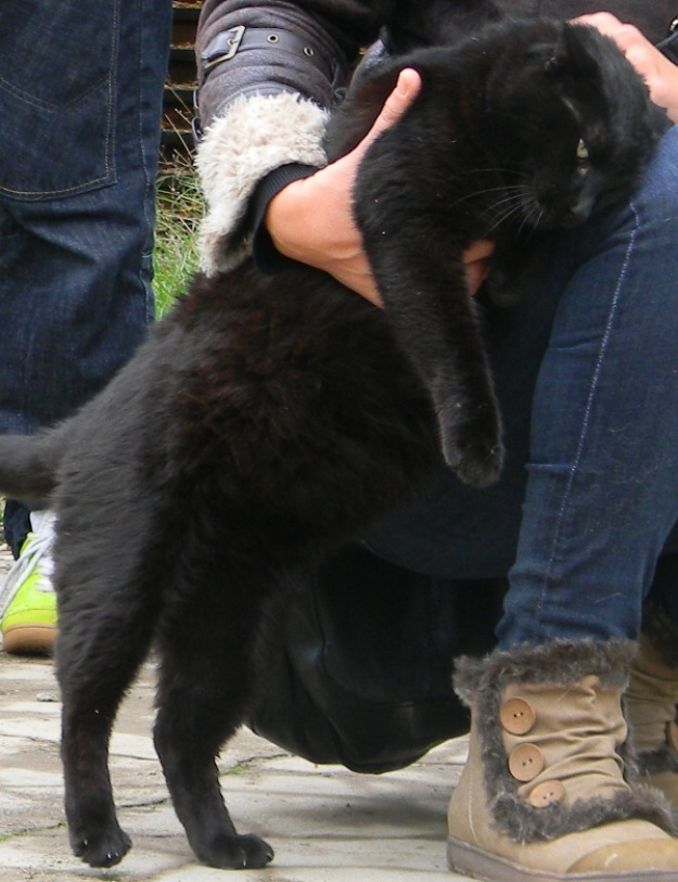 Pirata un gato que es un auténtico osito de peluche y nadie lo ve. Adopción para él