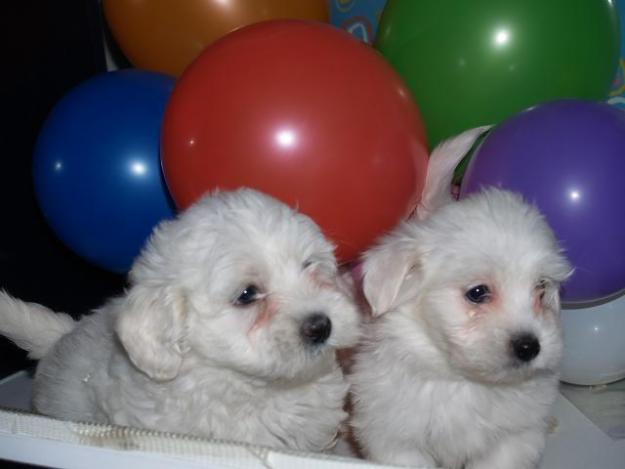 Vendo cachorritos de Bichon maltes, preciosos