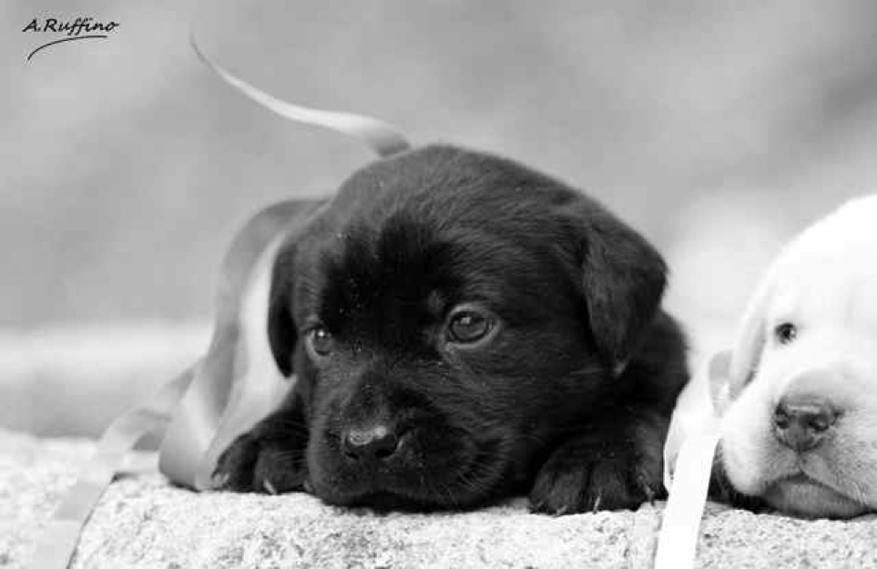 Labrador Retriever , calidad exposición