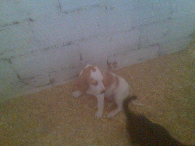 Beagle bicolor macho,pedigree,100eur.telf 666164637