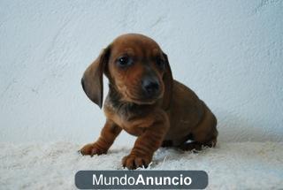 Cachorretes de Teckel Mini Excelentes Ejemplares