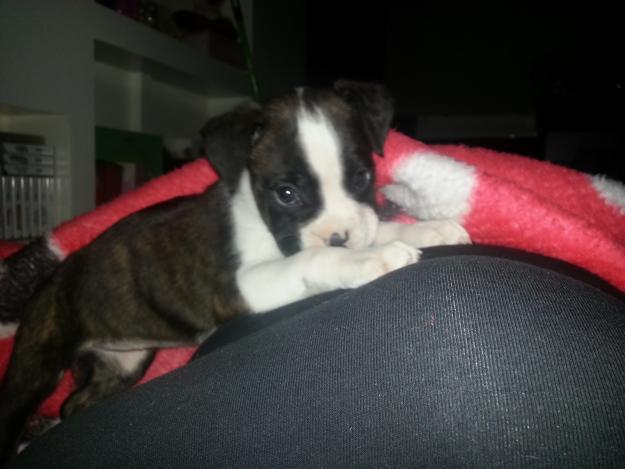 Cachorrita de boxer urge venta !