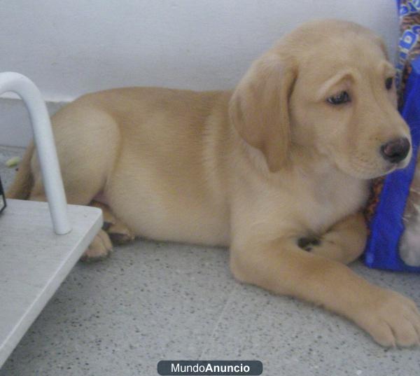 Cachorrita labrador