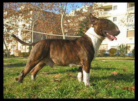 Camada bull terrier