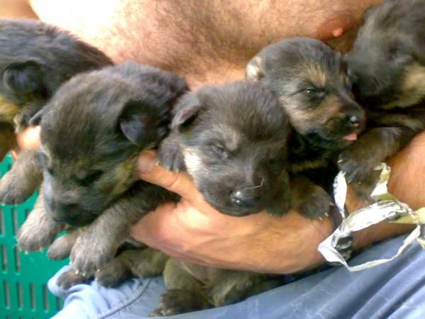 cambio cachorra Pastor Aleman LOE