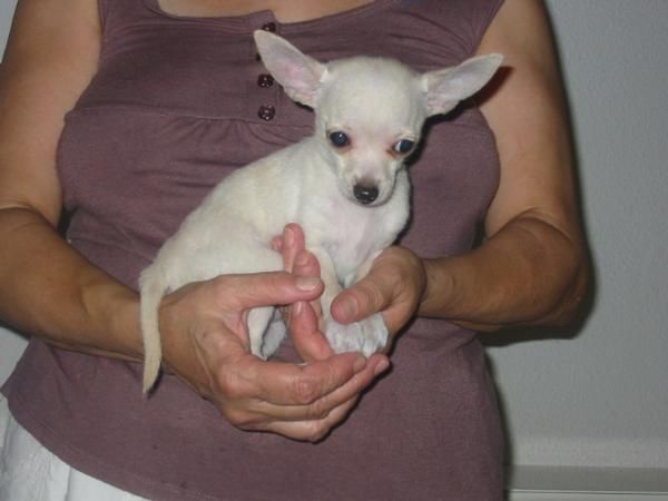 Chihuahuas,una hembra blanca y un macho isabelo,cachorros.